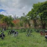 Miejskie Rajdy Rowerowe w Grudziądzu